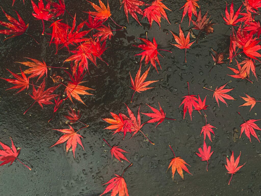 momiji, automne, émotions, calme